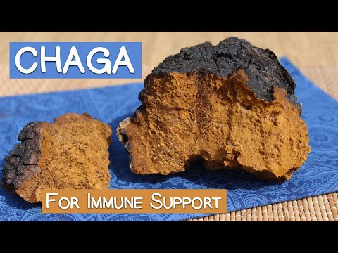 Chaga Mushroom Benefits as an Immune Supporting Superfood