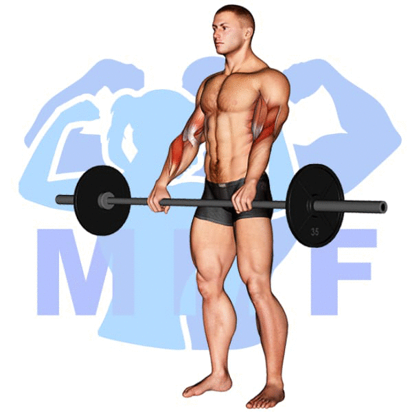 Man performing reverse grip barbell curl with MuscleMagFitness logo background.