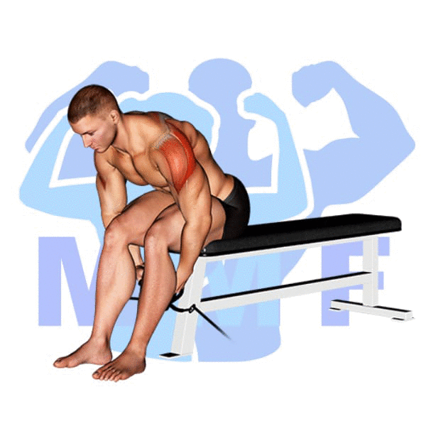 Man performing seated cable rear lateral raises with MuscleMagFitness logo background.