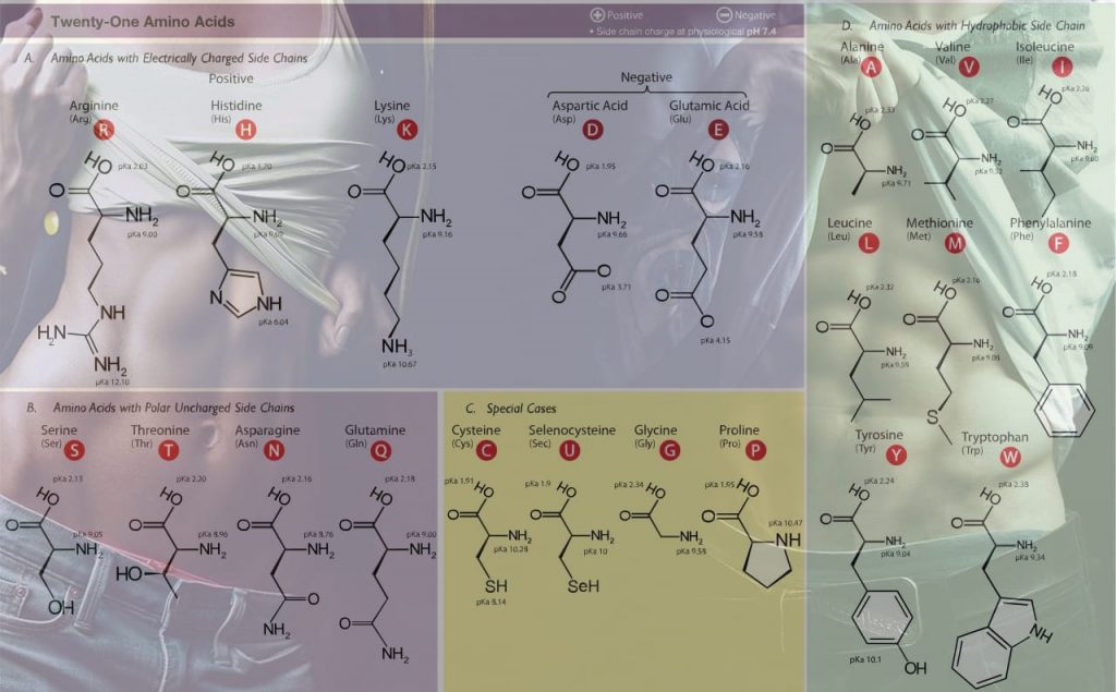 Should You Take BCAAs Every Day For Muscle Gain and Fat Loss