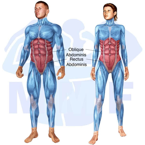 Image of the skeletal muscular system with the muscles used for Abs Exercises highlighted in red and the rest in blue.