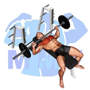 Graphic image of Barbell Bench Press.