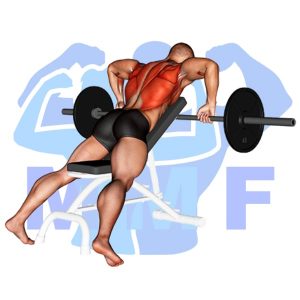 Graphic image of the barbell back exercise the  Barbell Incline Row.