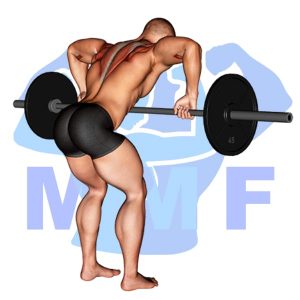 Graphic image of the barbell back exercise the  Barbell Rear Delt Row.