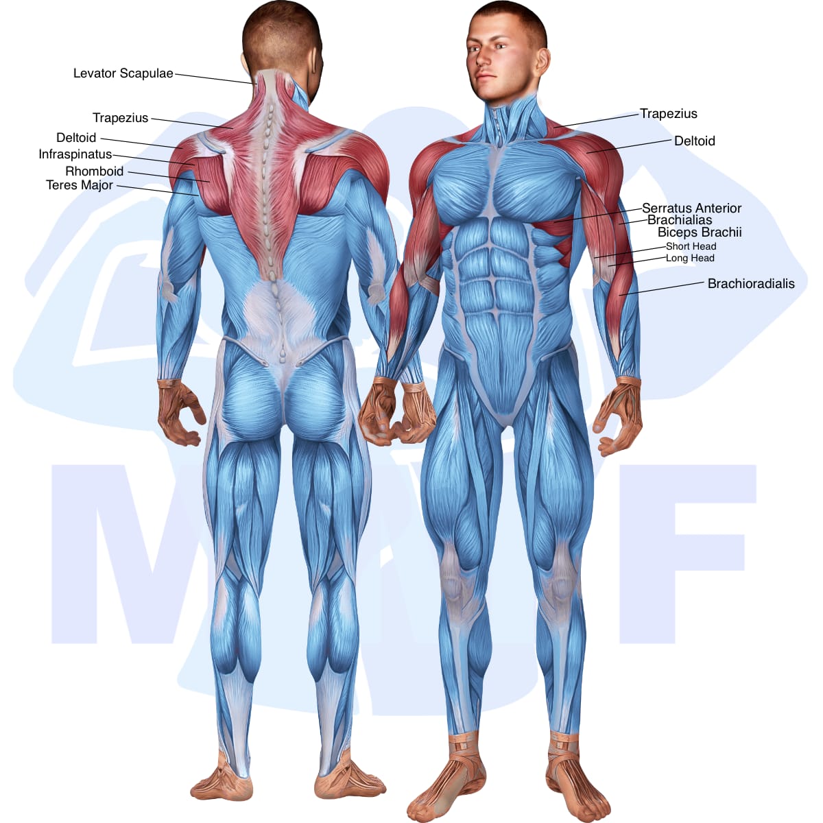 Image of the skeletal muscular system with the muscles used in the barbell standing upright row exercise highlighted in red and the rest in blue.
