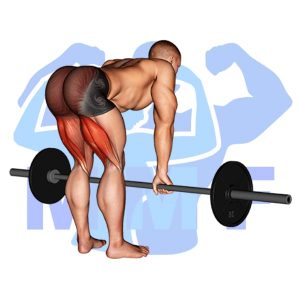 Graphic image of the barbell back exercise the Barbell Straight Leg Deadlift.