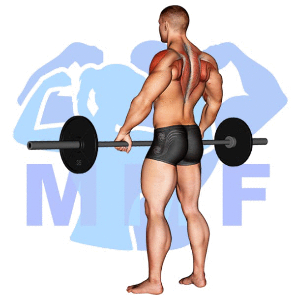 Barbell Wide Grip Upright Row Exercise - Simple How To Guide For Good Form