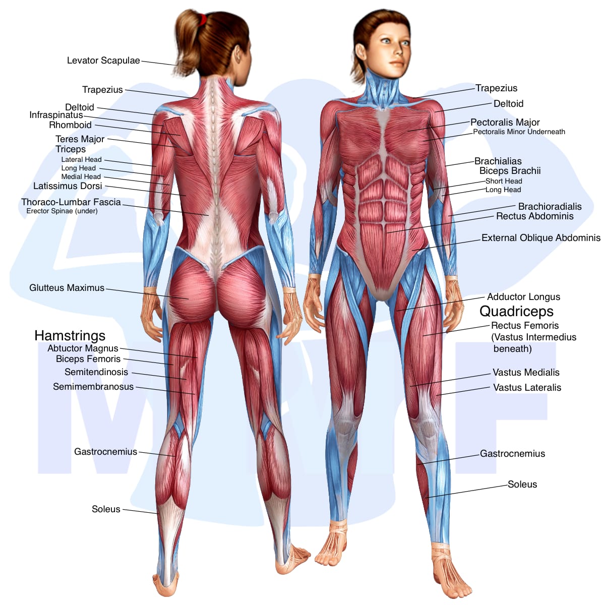 Image of the skeletal muscular system with the muscles used in the cable squat row exercise highlighted in red and the rest in blue.