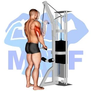 Graphic image of Cable Tricep Pushdown.