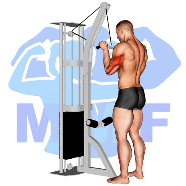 Graphic image of a muscular man performing Cable Tricep Pushdown.