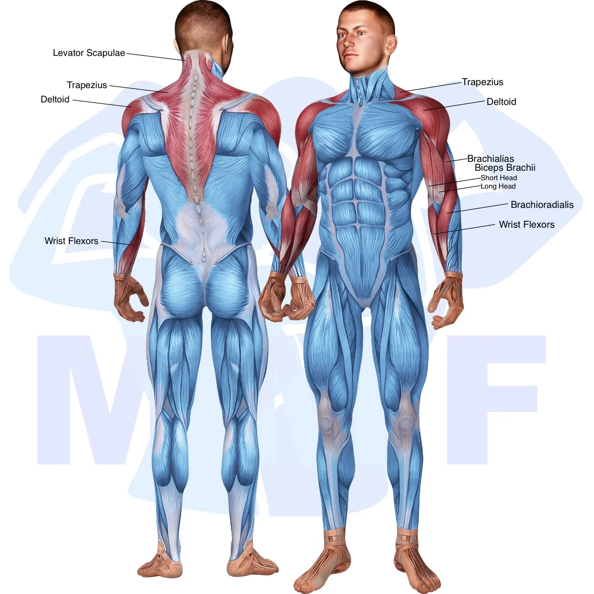 Image of the skeletal muscular system with the muscles used in the cable v bar curls exercise highlighted in red and the rest in blue.