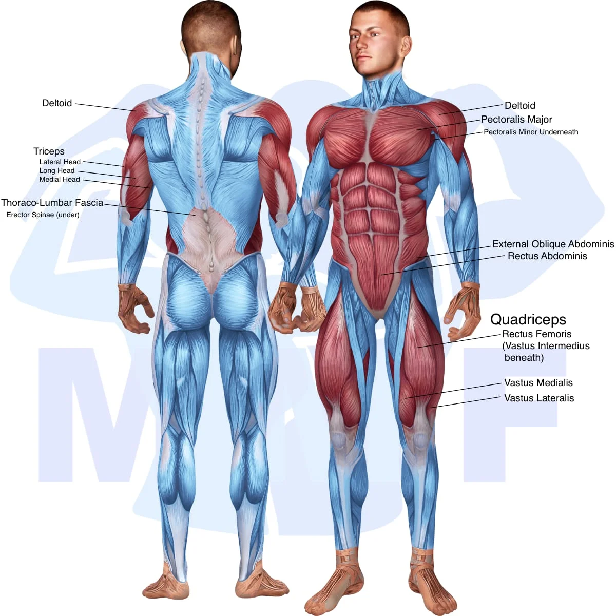 Image of the skeletal muscular system with the muscles used in the decline push up exercise highlighted in red and the rest in blue.