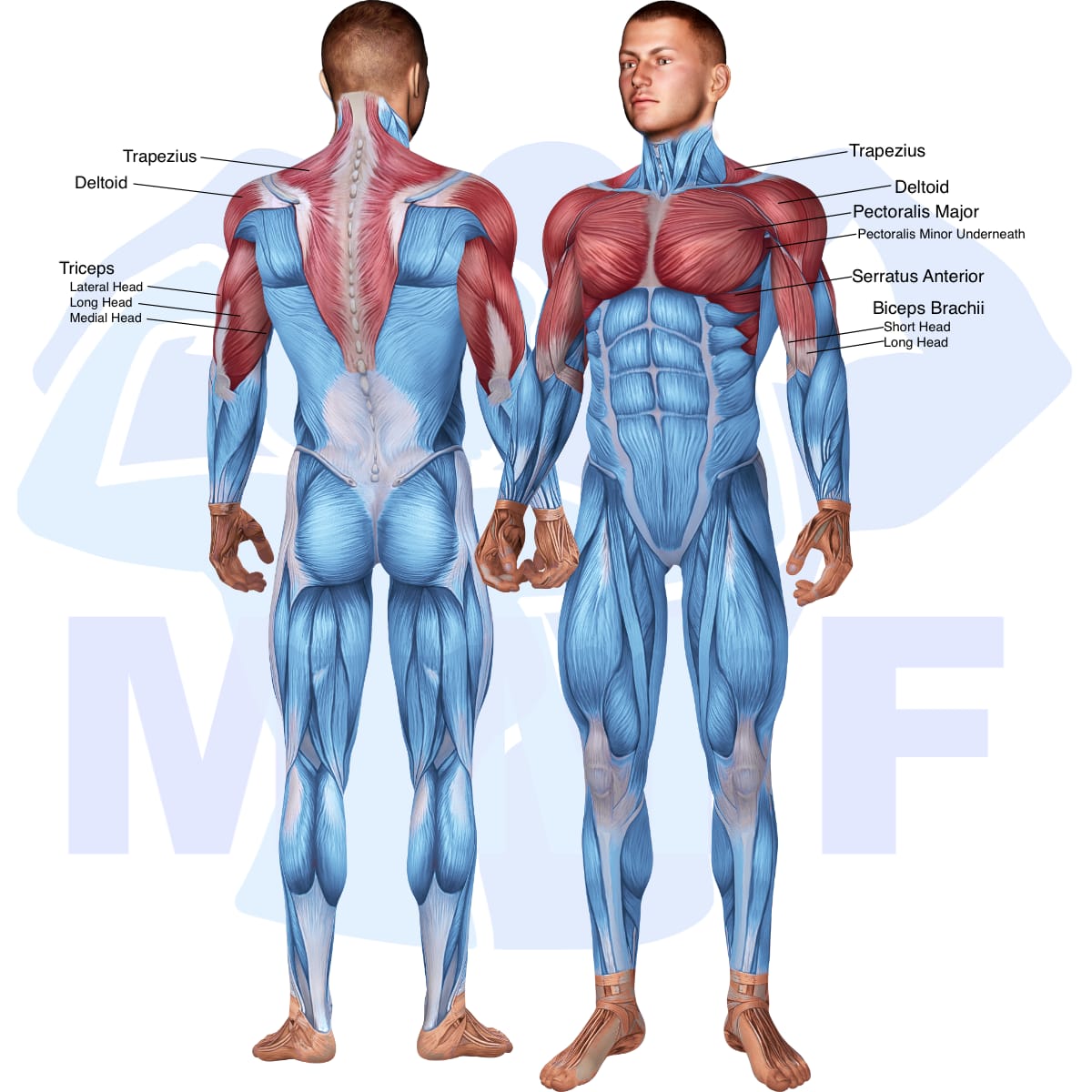 Image of the skeletal muscular system with the muscles used in the dumbbell cuban press exercise highlighted in red and the rest in blue.