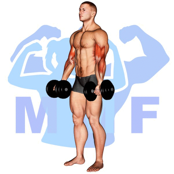 Man Performing Dumbbell Curl