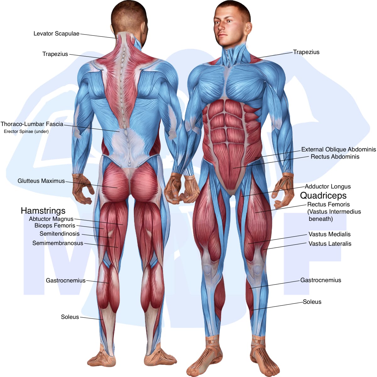 Image of the skeletal muscular system with the muscles used in the dumbbell half squat exercise highlighted in red and the rest in blue.