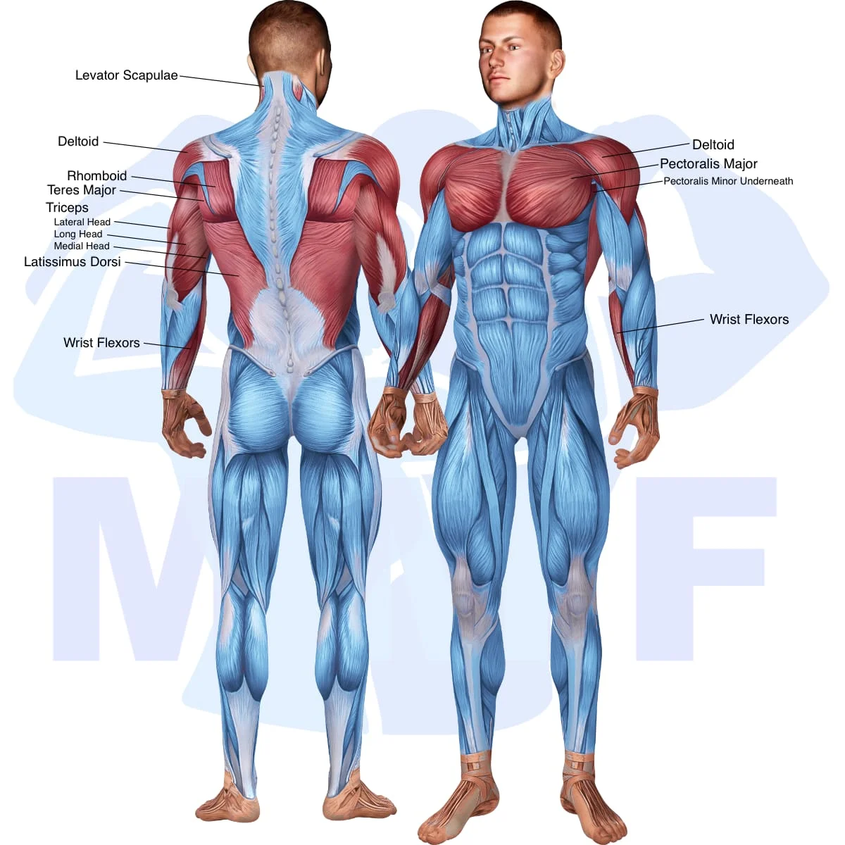 Image of the skeletal muscular system with the muscles used in the dumbbell straight arm pullover exercise highlighted in red and the rest in blue.