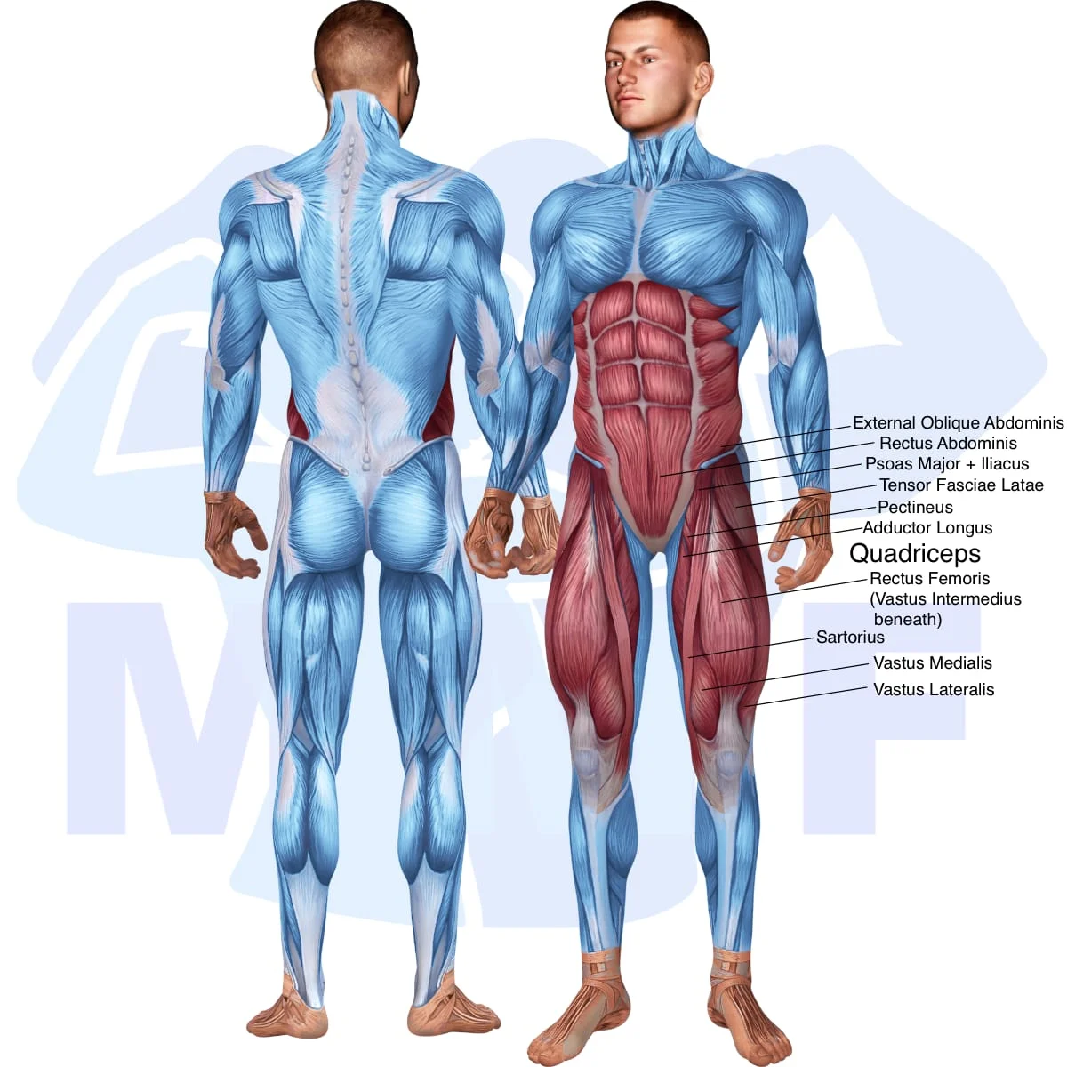 Image of the skeletal muscular system with the muscles used in the knee up with bands exercise highlighted in red and the rest in blue.