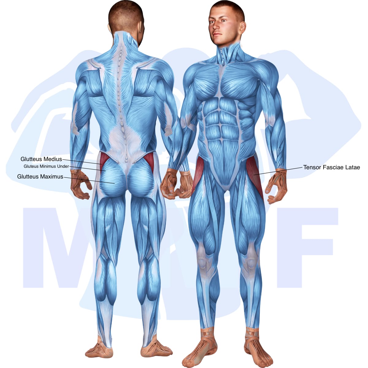 Image of the skeletal muscular system with the muscles used in the lever seated hip abduction exercise highlighted in red and the rest in blue.
