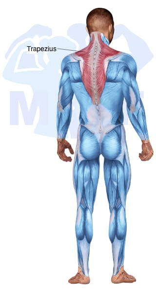 Image of the skeletal muscular system with the muscles used for Trapezius   Upper Exercises for Men highlighted in red and the rest in blue.
