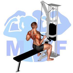 Graphic image of Neutral Grip Lat Pulldown.