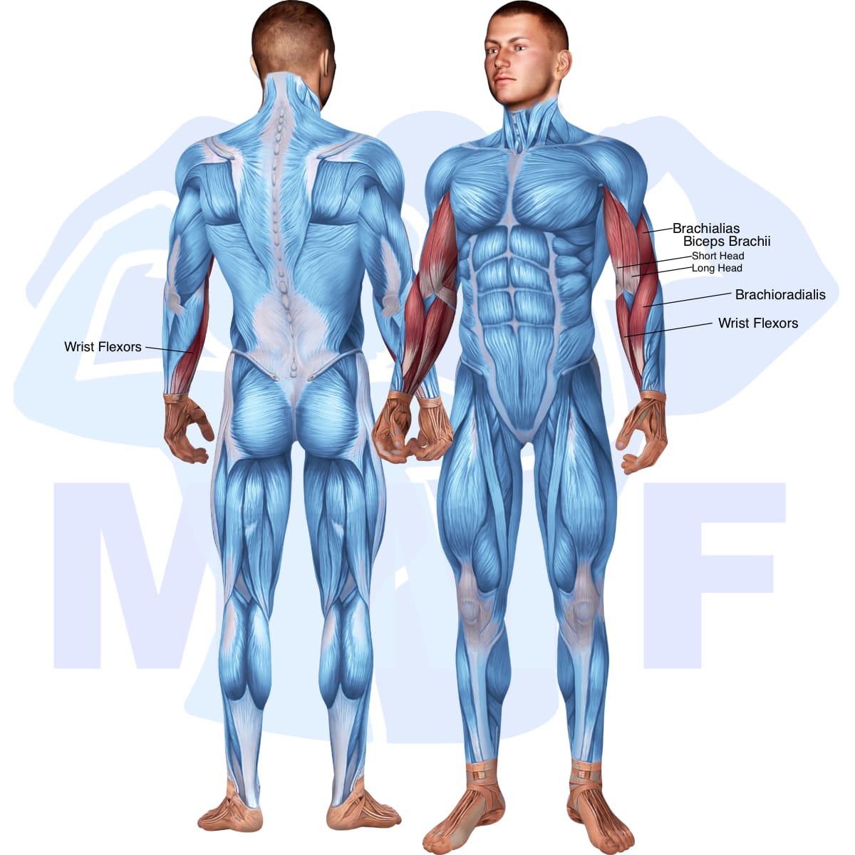 Image of the skeletal muscular system with the muscles used in the one arm preacher cable curl exercise highlighted in red and the rest in blue.