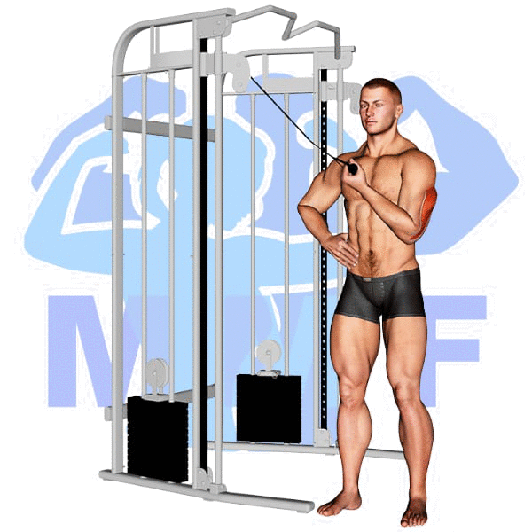 Graphic image of a muscular man performing One Arm Tricep Cable Pushdown.
