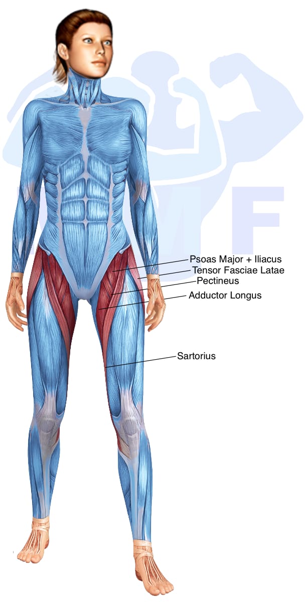Skeletal muscle systems for a muscular woman, with muscles highlighted in red that are use during resistance band bent leg raises.