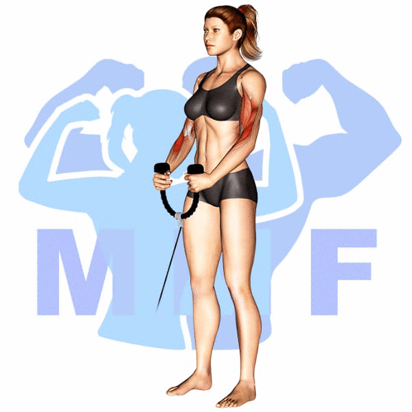 Graphic image of a fit woman performing Rope Cable Hammer Curl.
