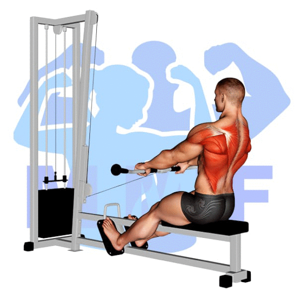 Graphic image of a muscular man performing Seated Cable Row.