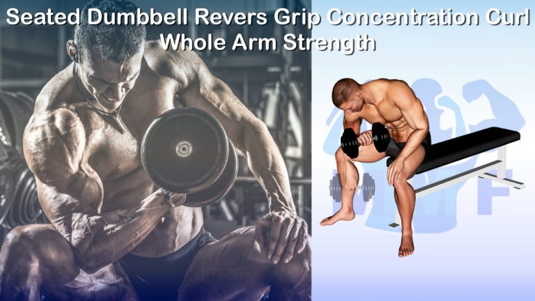 Seated Dumbbell Revers Grip Concentration Curl - Whole Arm Strength