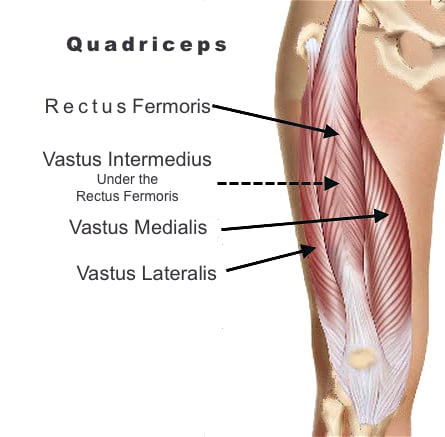 quadriceps-muscles