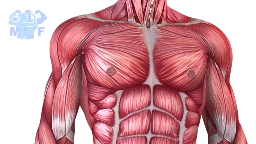Understanding Your Body - Fast Twitch Vs Slow Twitch Muscle Fibers.