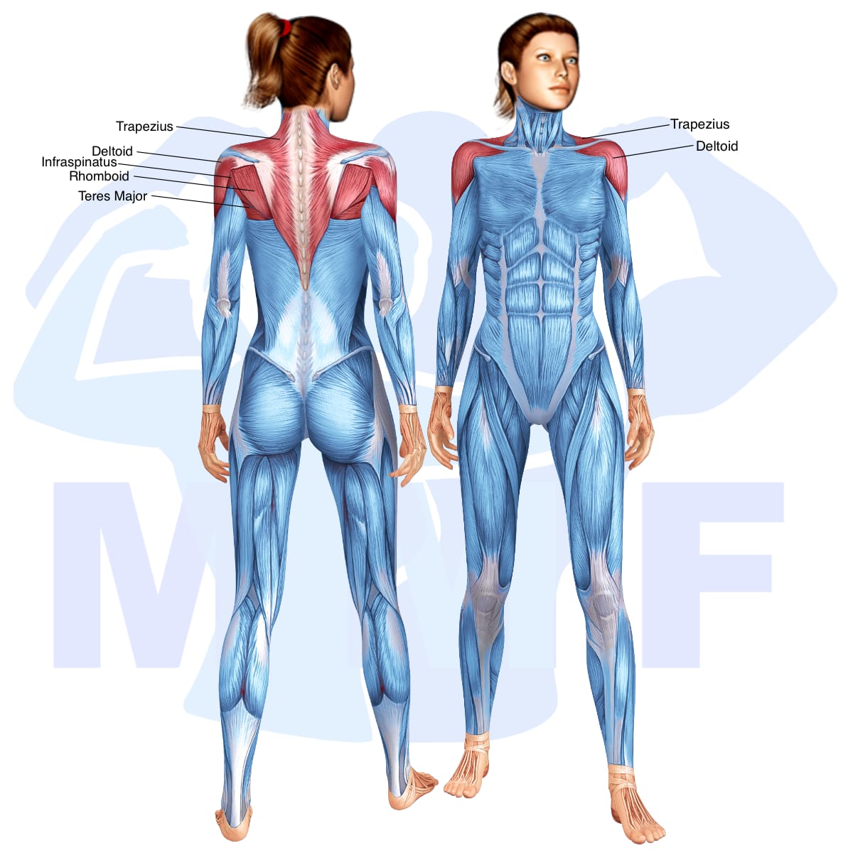Image of the skeletal muscular system with the muscles used in the resistance band bent over rear lateral raises exercise highlighted in red and the rest in blue.