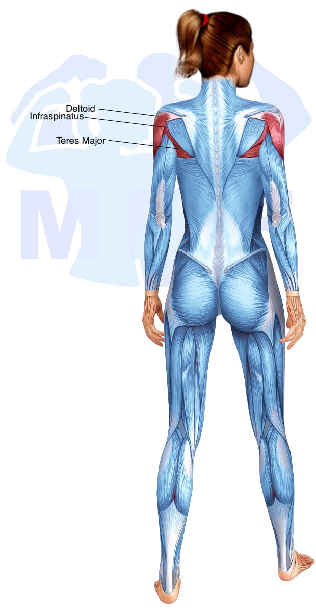 Image of the skeletal muscular system with the muscles used in the resistance band external shoulder rotation exercise highlighted in red and the rest in blue.