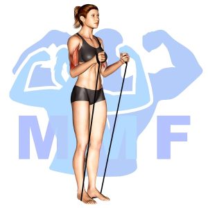 Graphic image of Resistance Band Hammer Curls.