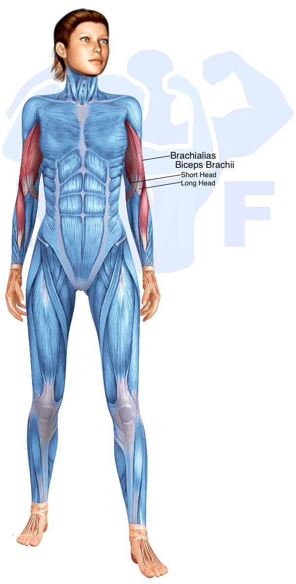 Image of the skeletal muscular system with the muscles used in the resistance band one arm bicep curls exercise highlighted in red and the rest in blue.