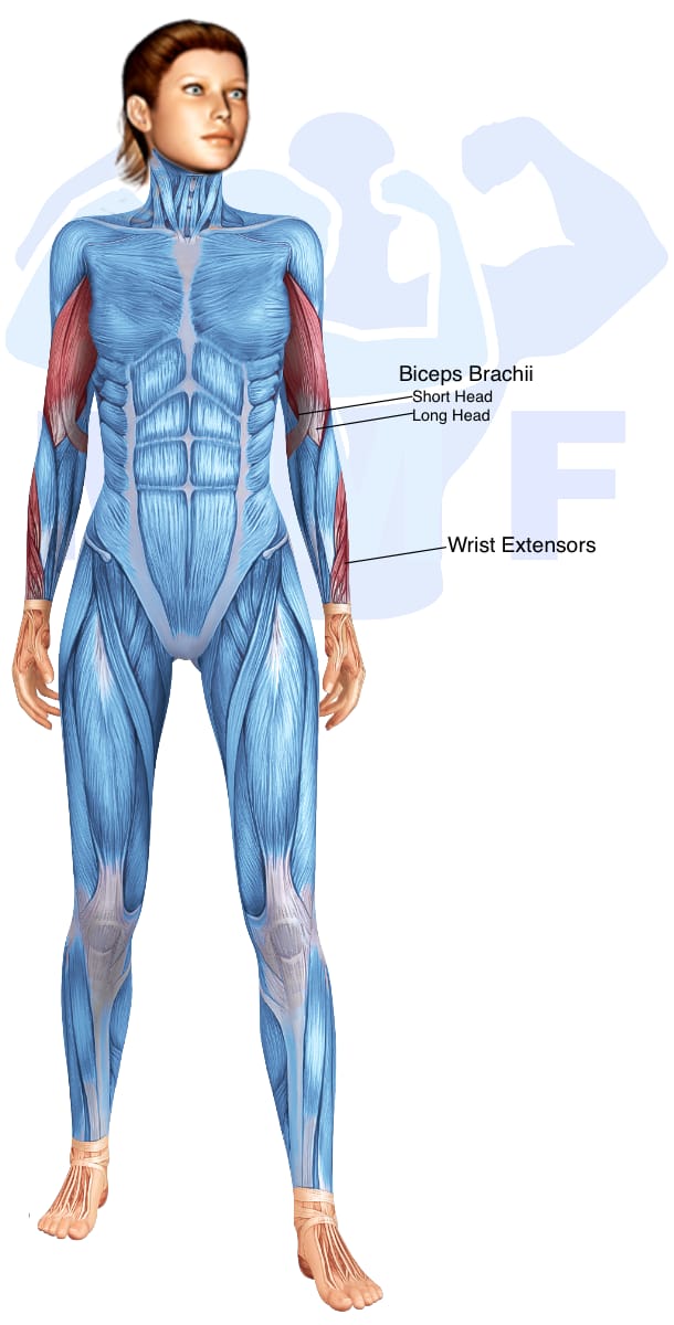 Image of the skeletal muscular system with the muscles used in the resistance band reverse grip curls exercise highlighted in red and the rest in blue.