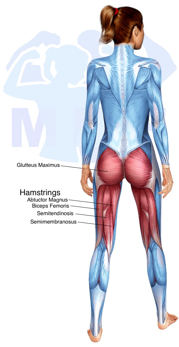 Image of the skeletal muscular system with the muscles used in the resistance band single leg extensions exercise highlighted in red and the rest in blue.