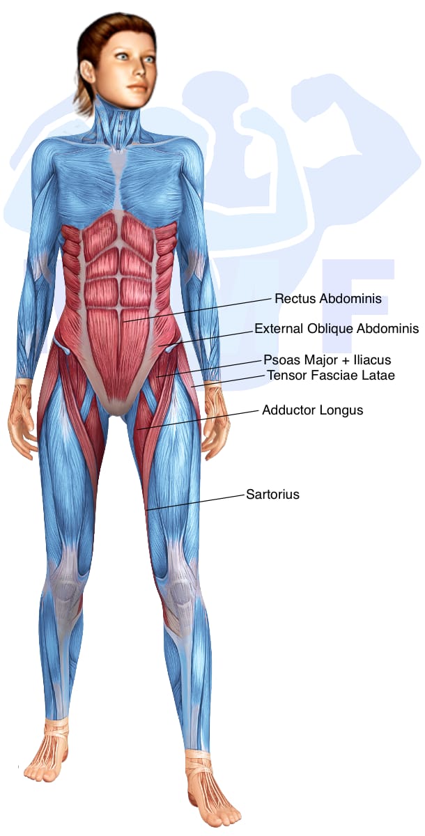 Image of the skeletal muscular system with the muscles used in the resistance band straight leg raises exercise highlighted in red and the rest in blue.