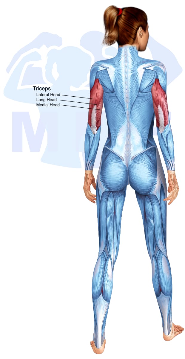 Image of the skeletal muscular system with the muscles used in the resistance band tricep kickbacks exercise highlighted in red and the rest in blue.