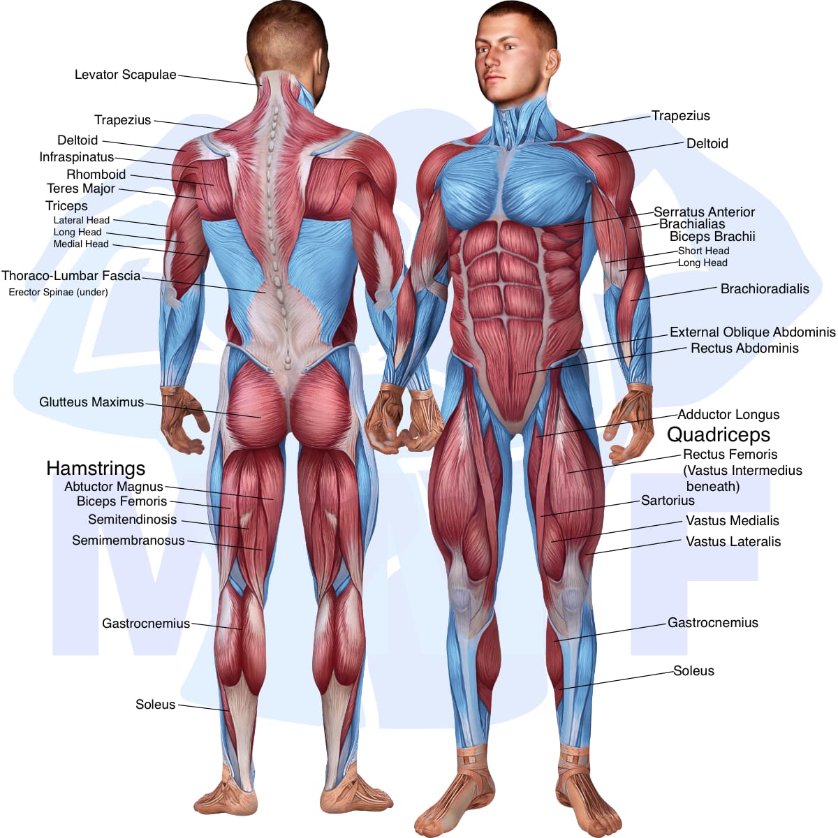 Image of the skeletal muscular system with the muscles used in the barbell clean and press exercise highlighted in red and the rest in blue.