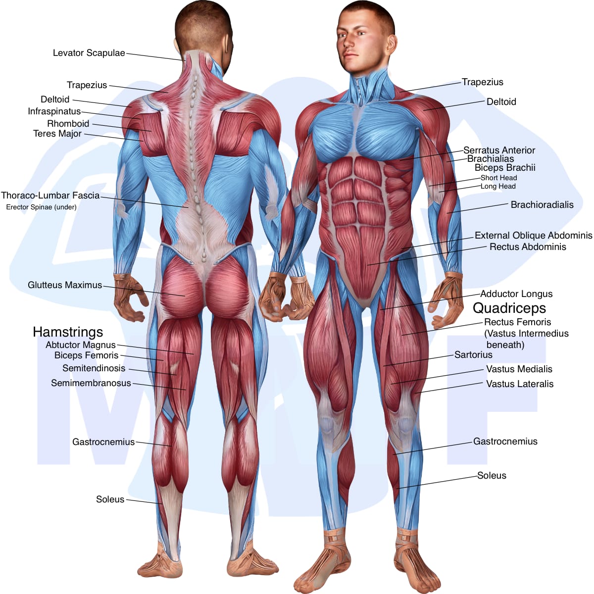 Image of the skeletal muscular system with the muscles used in the barbell clean exercise highlighted in red and the rest in blue.