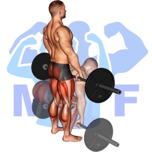 Graphic image of Barbell Deadlift.