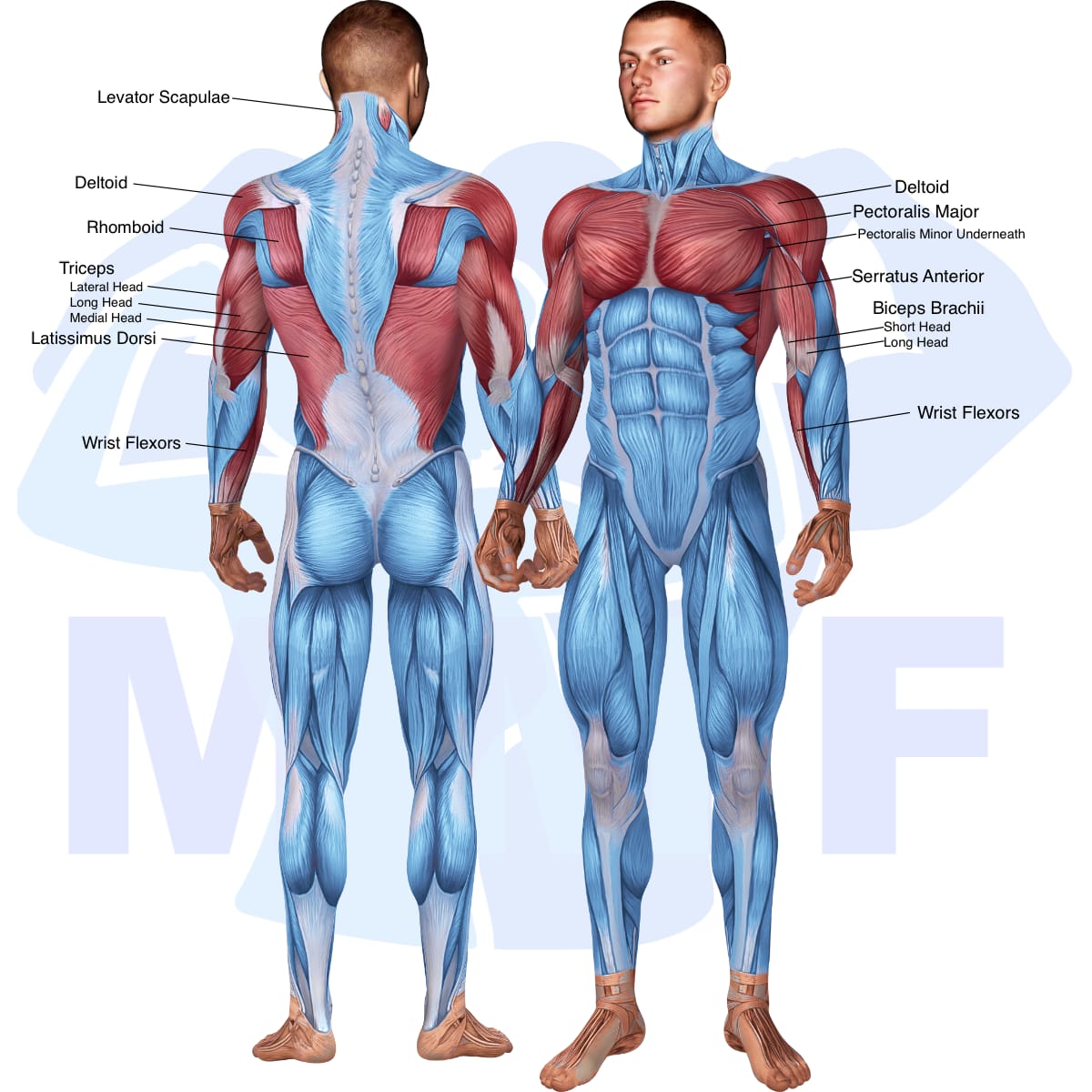 Image of the skeletal muscular system with the muscles used in the barbell decline wide grip pullover exercise highlighted in red and the rest in blue.