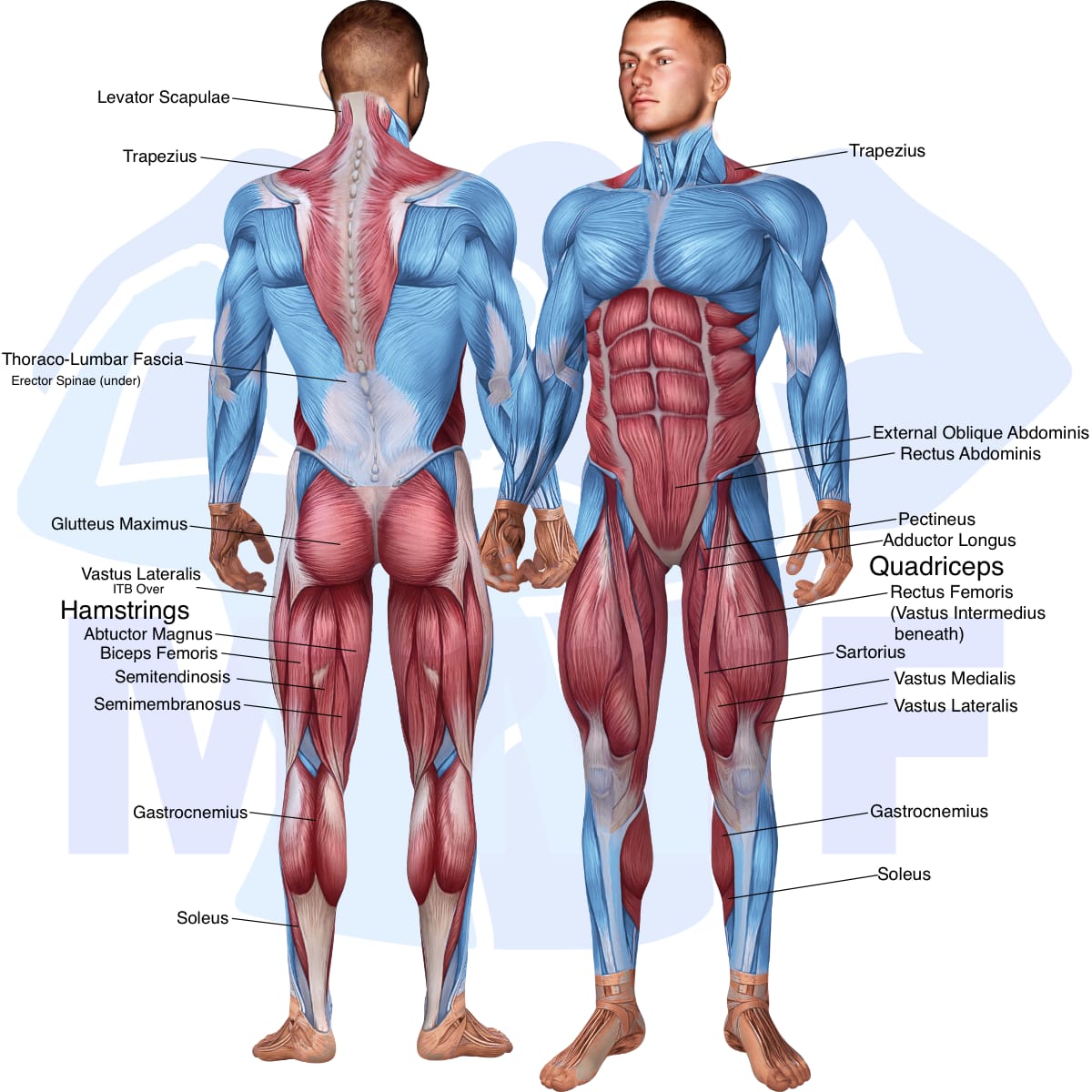 Image of the skeletal muscular system with the muscles used in the barbell front sumo squat exercise highlighted in red and the rest in blue.