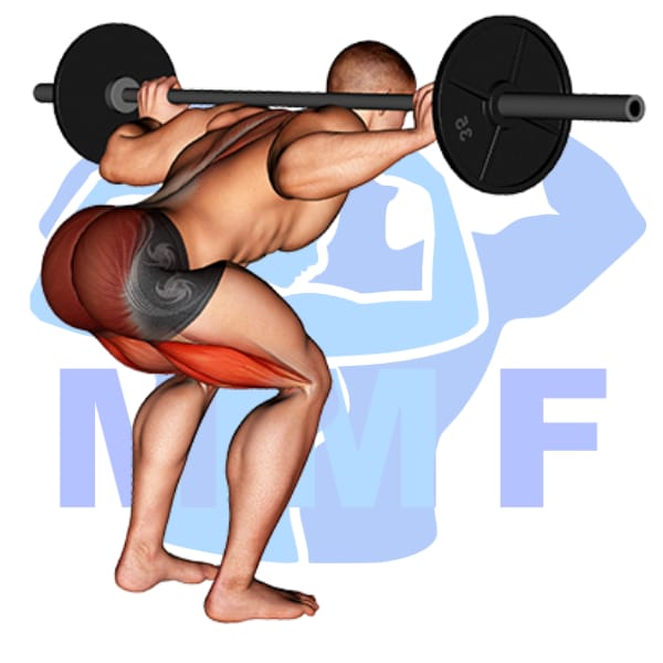 Barbell Good Morning Exercise - How To Guide For Strong Back And Butt