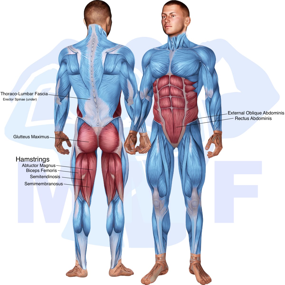 Image of the skeletal muscular system with the muscles used in the barbell hip thrust exercise highlighted in red and the rest in blue.