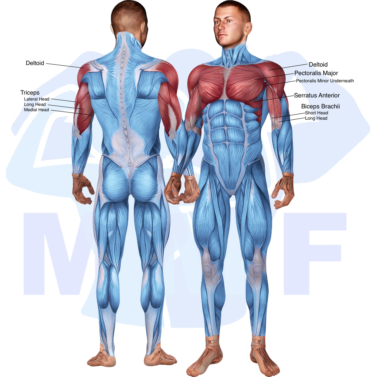Image of the skeletal muscular system with the muscles used in the barbell incline close grip bench press exercise highlighted in red and the rest in blue.