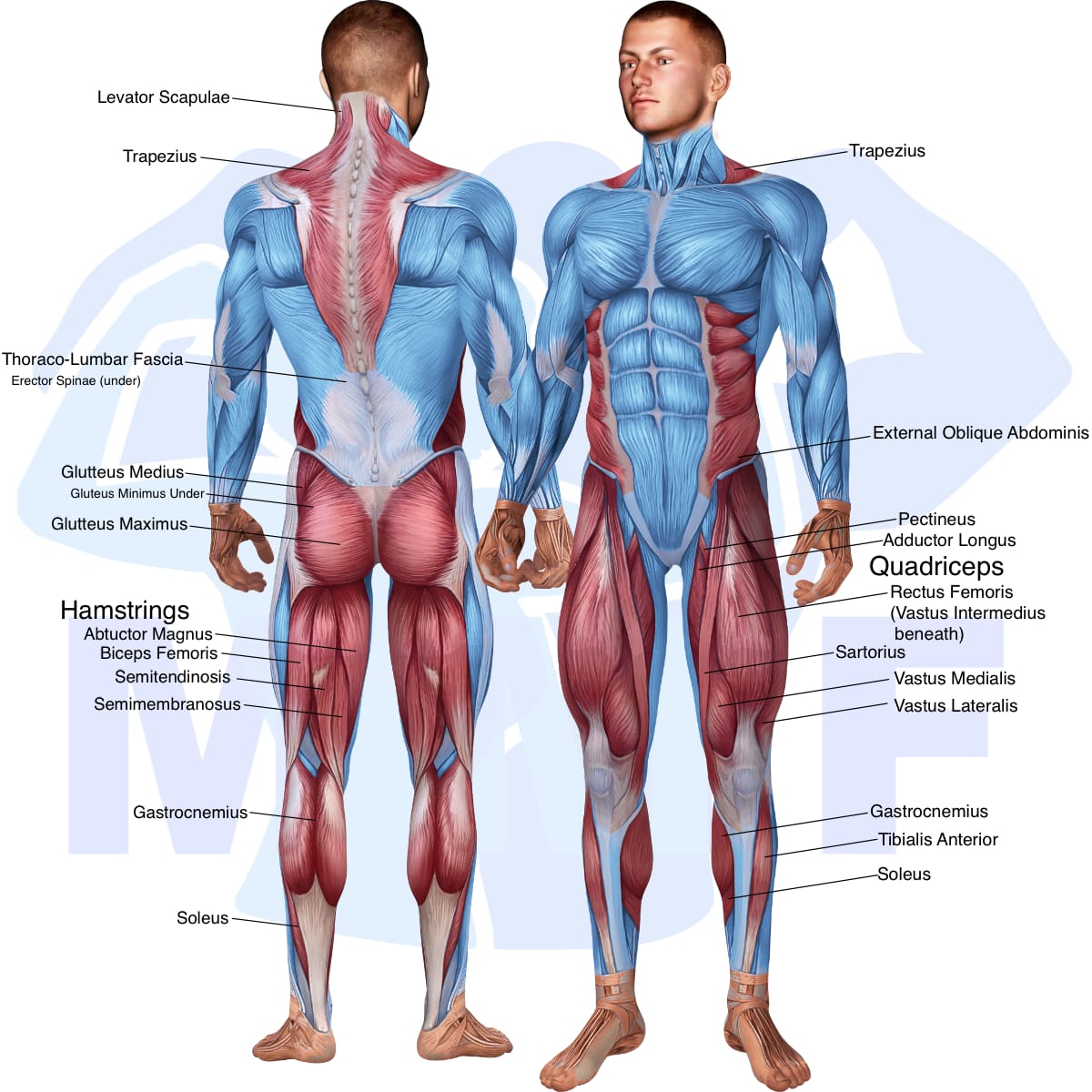 Image of the skeletal muscular system with the muscles used in the barbell lateral lunge exercise highlighted in red and the rest in blue.