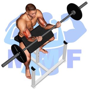 Graphic image of Barbell Preacher Curl.